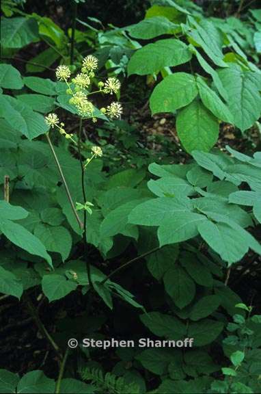 aralia californica 7 graphic